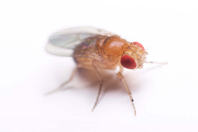 ter-insects-fruit-fly-article-2